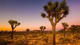 Joshua Tree