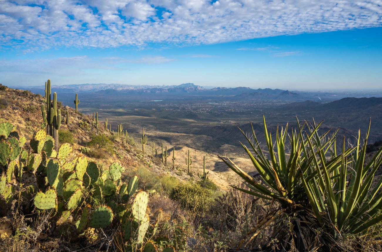 Cactus in desert light