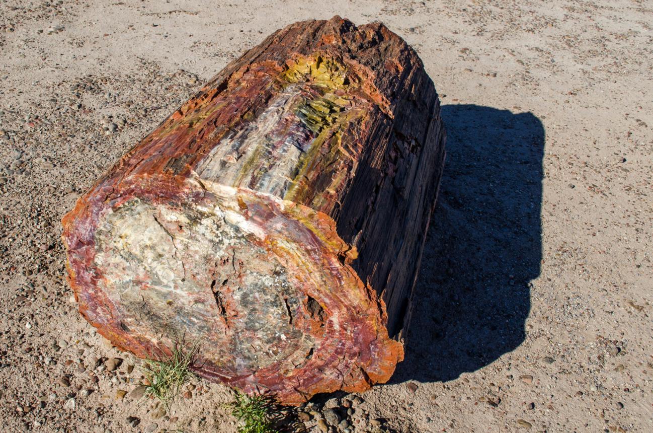 Petrified wood